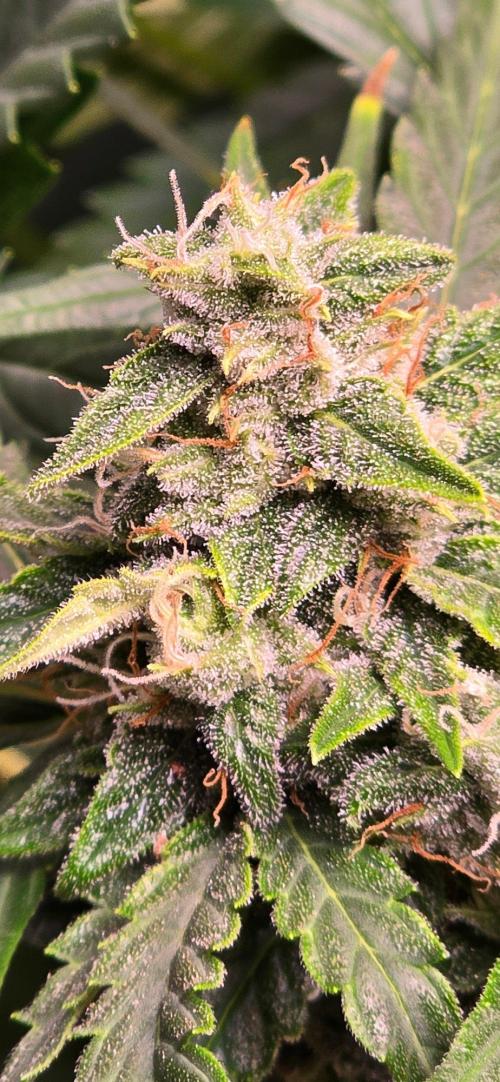 CCG☆Sensi Seeds. Week 8 - Duftet auch schön.