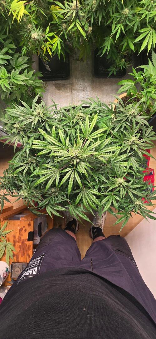 CCG☆Sensi Seeds. Week 8 - Leidet ein wenig am Platzmangel.