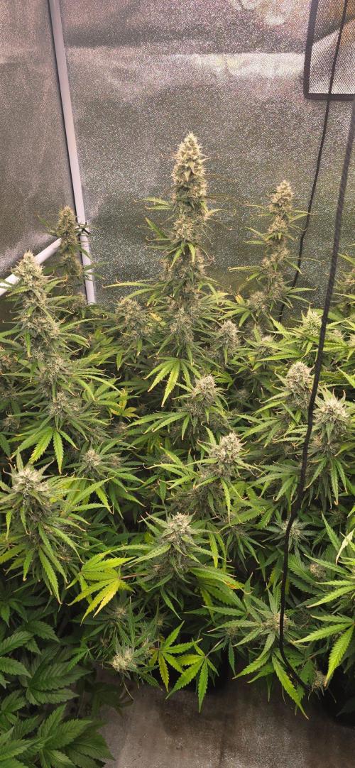 CCG~Sensi Seeds. Week 9 - Hatte ein paar Probleme mit Magnesium etc...
