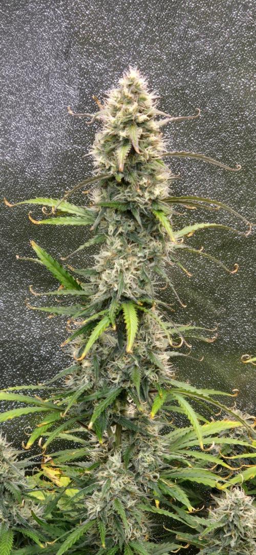 CCG~Sensi Seeds. Week 9 - Aber trotzdem schöne Buds.