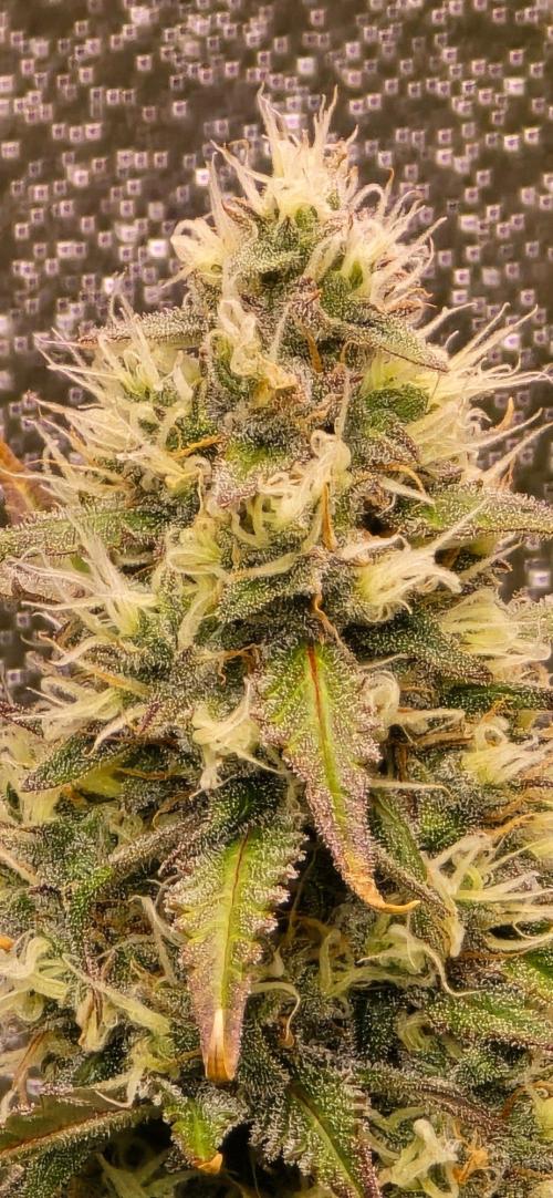 CCG~Sensi Seeds. Week 9 - Alles am glitzern.