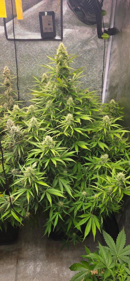 CCG☆Sensi Seeds. Week 9 - Schöner Tannenbaum.