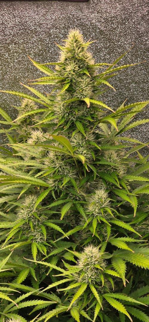 CCG☆Sensi Seeds. Week 9 - Buds noch voll in der Entwicklung, aber jetzt schon fett.