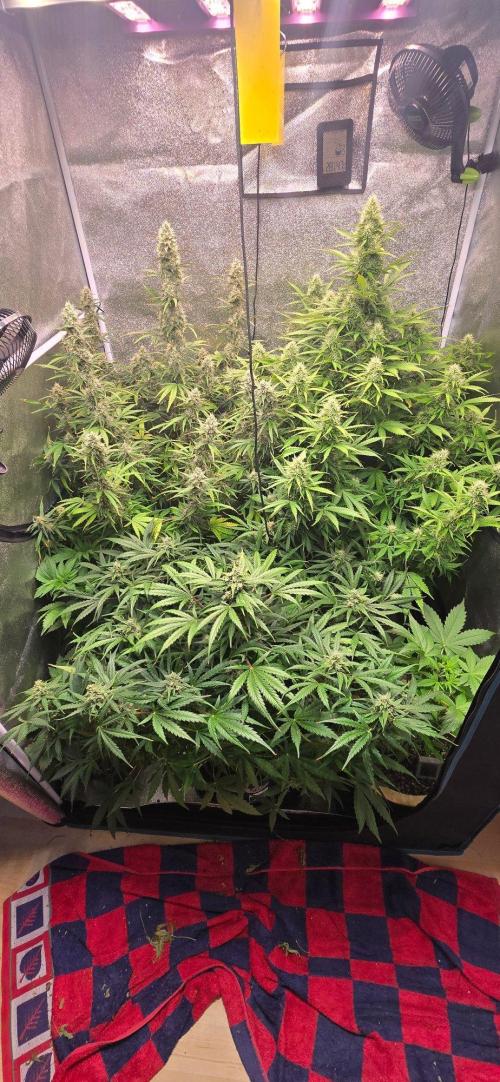 CCG☆Sensi Seeds. Week 9 - Hinten Rechts.