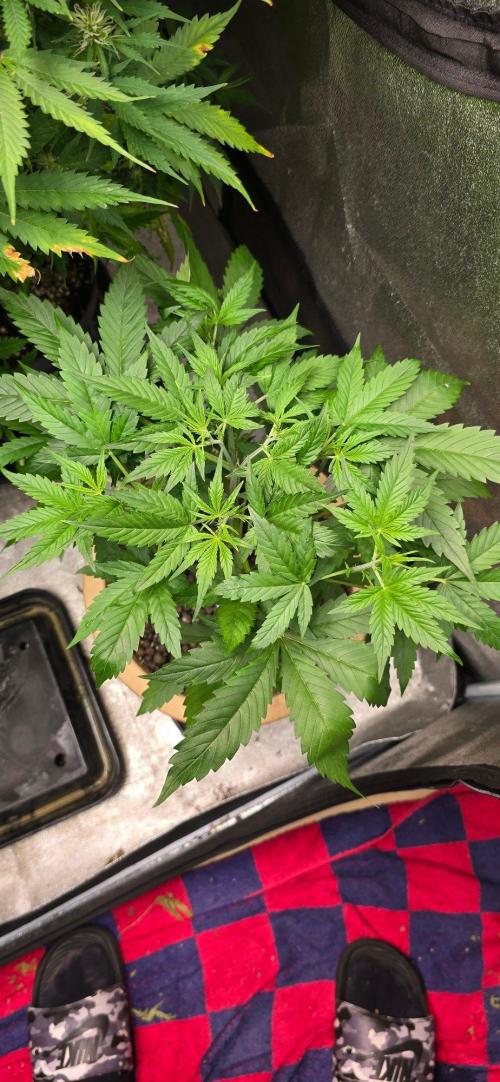Meine Haze Bunny's. Week 4 - Hab in der Woche getoppt.
