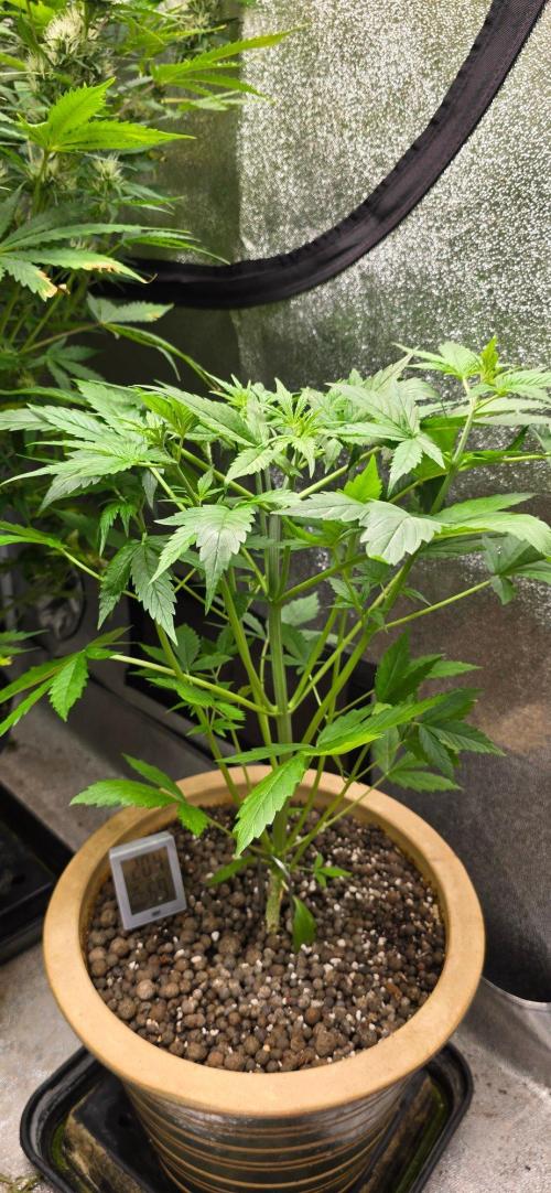 Meine Haze Bunny's. Week 4 - Jetzt ma hoffen das sie sich schön verzweigt usw...