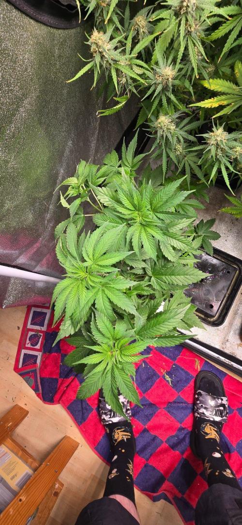 Farm Lady's. Week 5 - Wurden beide getoppt.