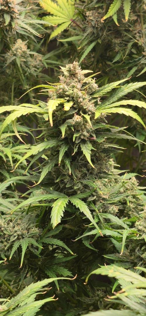 CCG☆Sensi Seeds. Week 9 - Buds entwickeln sich super.