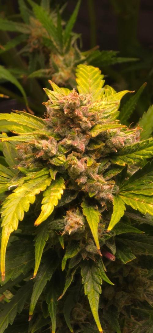 CCG☆Sensi Seeds. Week 9 - Riecht richtig lekka süß.