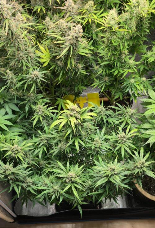CCG☆Sensi Seeds. Week 9 - Is auch einigermaßen gleichmäßig geworden.