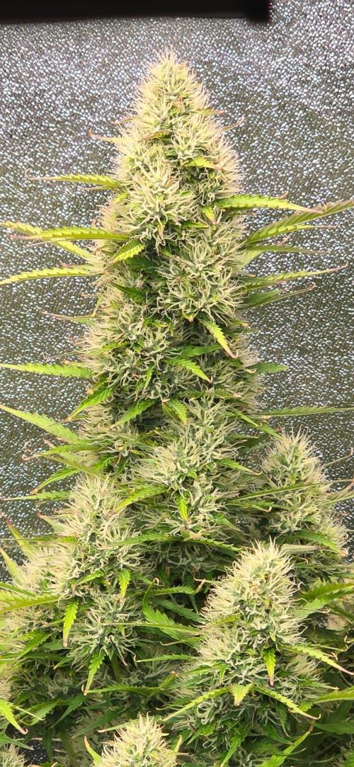CCG☆Sensi Seeds. Week 10 - Blüten immernoch voll in der Entwicklung.