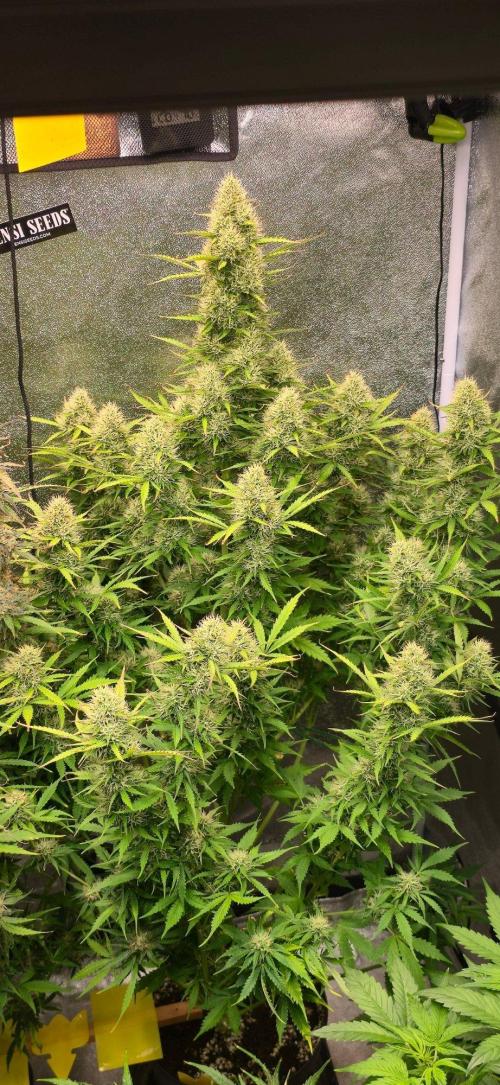 CCG☆Sensi Seeds. Week 10 - Insgesamt gut gewachsen.Hätte garantiert auch Toppen gut vertragen.