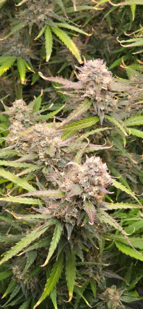 CCG☆Sensi Seeds. Week 10 - Schön glitzerne Blüten.
