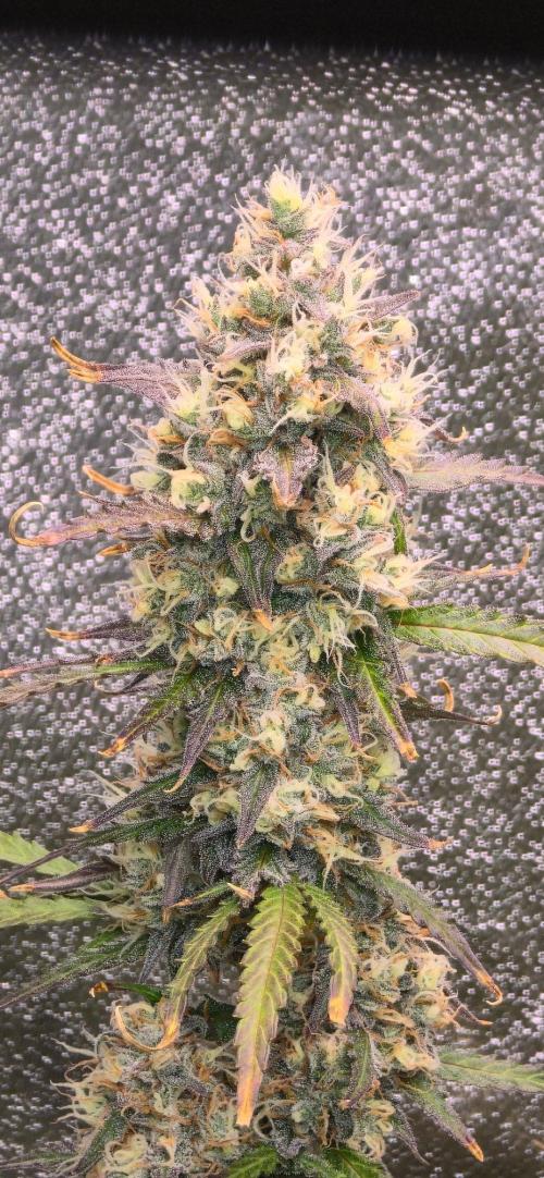 CCG☆Sensi Seeds. Week 10 - Beim Hauptbud sprießen auch immernoch neue weiße Härchen.
