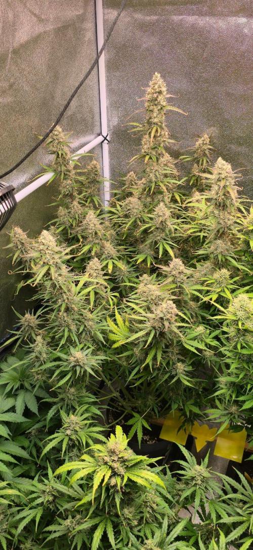 White Haze Auto. Week 10
