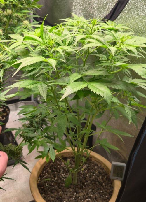 Meine Haze Bunny's. Week 5