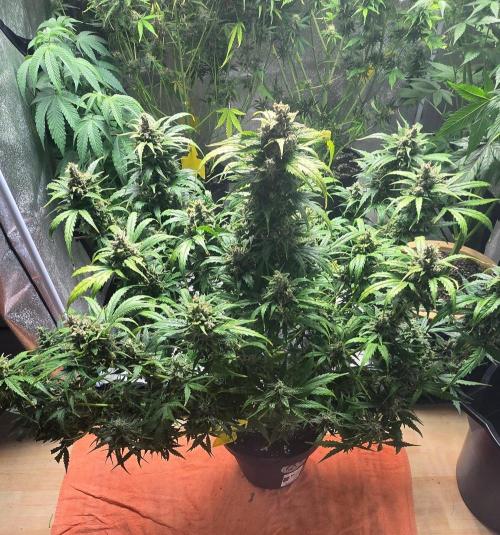 CCG☆Sensi Seeds. Week 10 - Blüten haben noch gut Masse zugelegt.