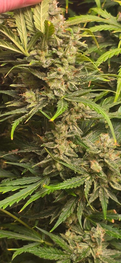 CCG☆Sensi Seeds. Week 10 - Alles am glitzern.