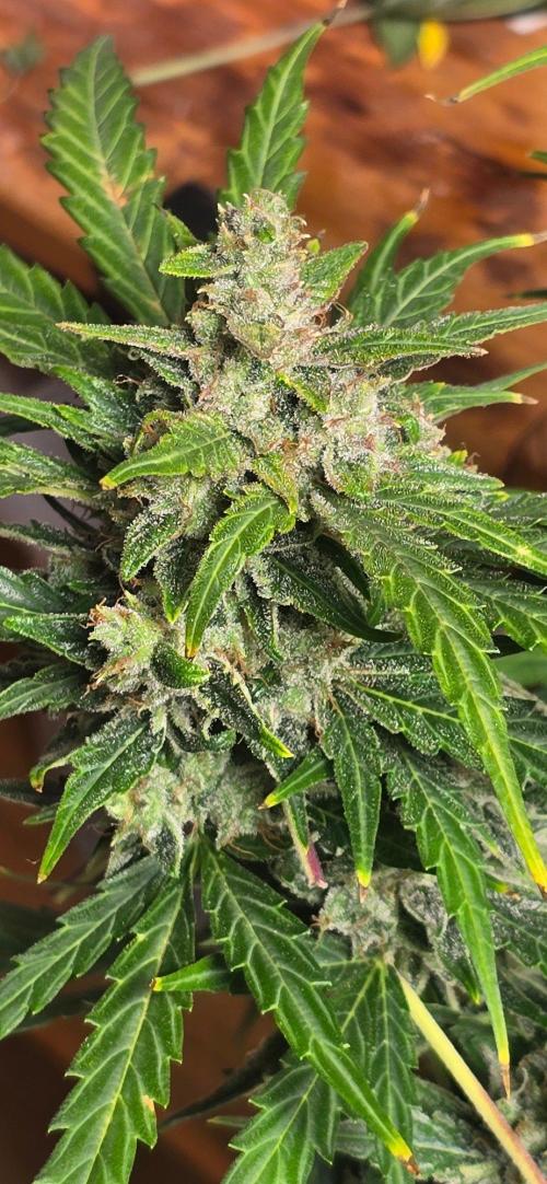 CCG☆Sensi Seeds. Week 10 - Auch die unteren Blüten sind gelungen.