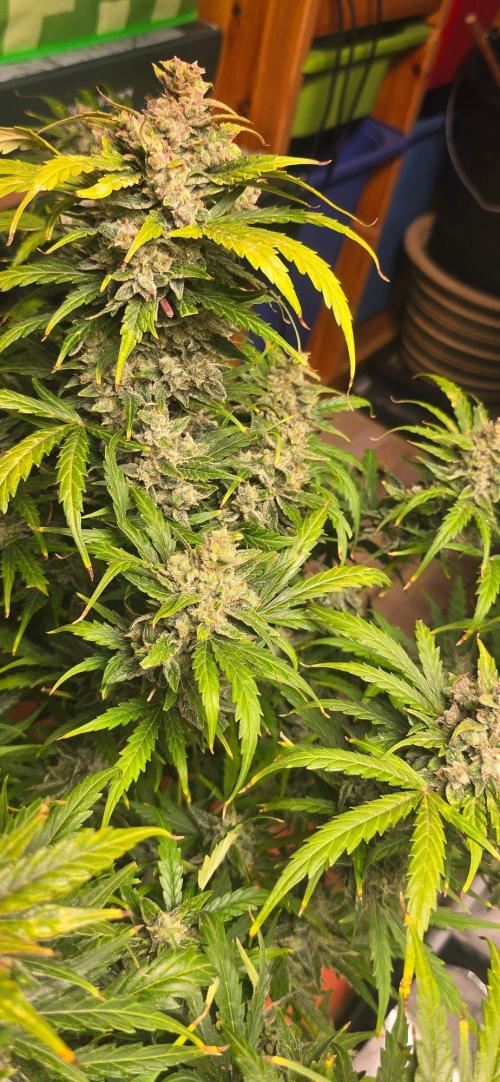 CCG☆Sensi Seeds. Week 10 - Herbst kommt auch.