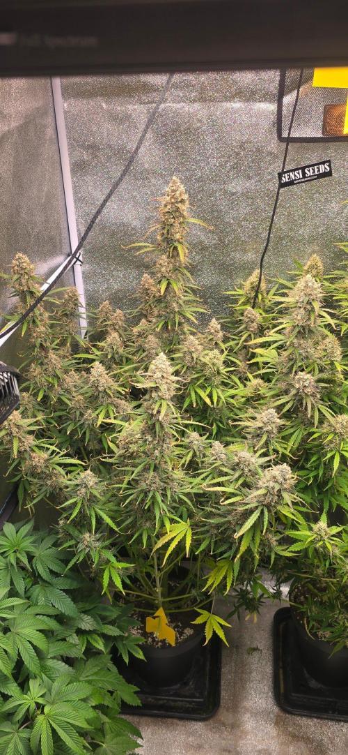 CCG☆Sensi Seeds. Week 11 - Nächste mal wird Sie getoppt.