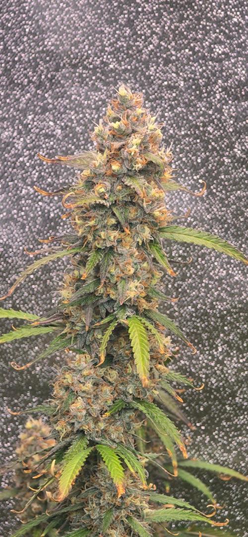 CCG☆Sensi Seeds. Week 11 - Gibt's nix zu meckern.
