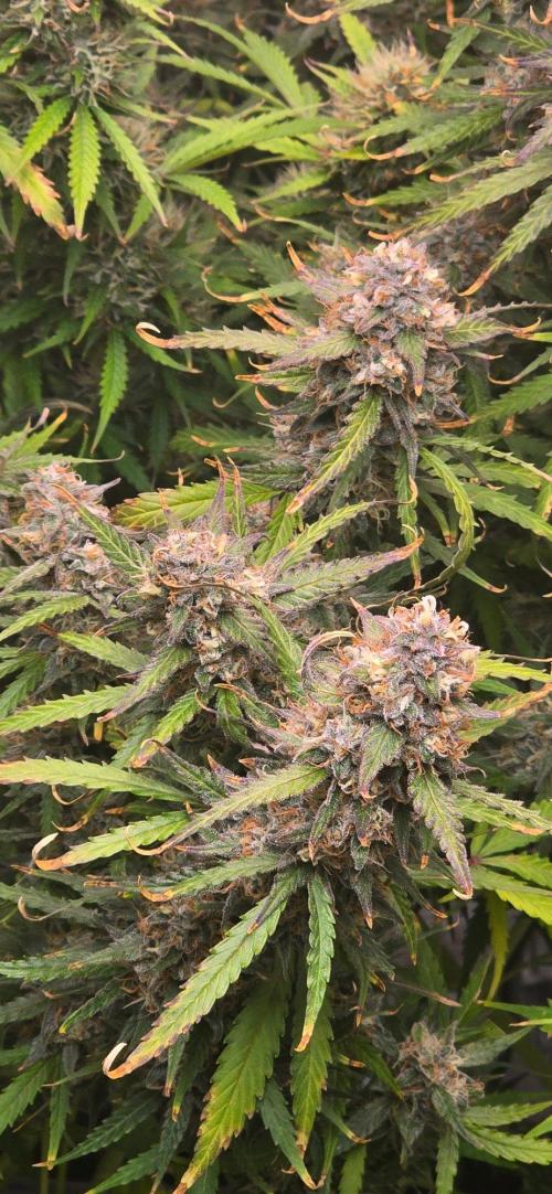 CCG☆Sensi Seeds. Week 11 - Alles am Glitzern, egal ob Blüten oder Zuckerblätter.