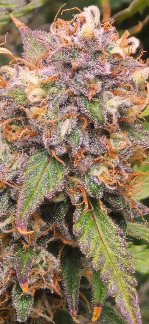 White Haze Auto. Week 11