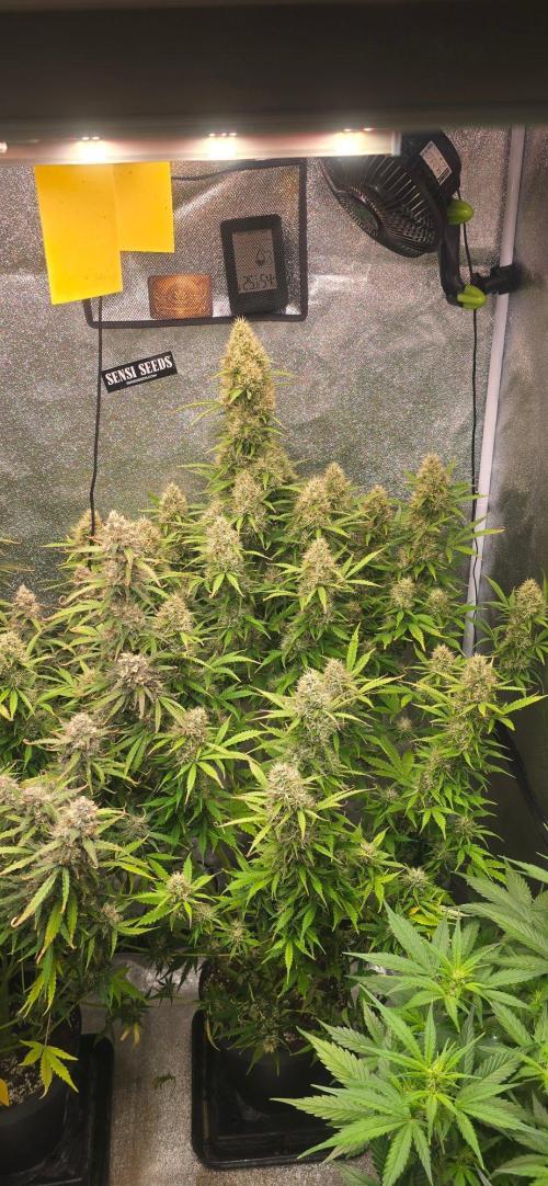 CCG☆Sensi Seeds. Week 11 - Doch noch einigermaßen gleichmäßig geworden.