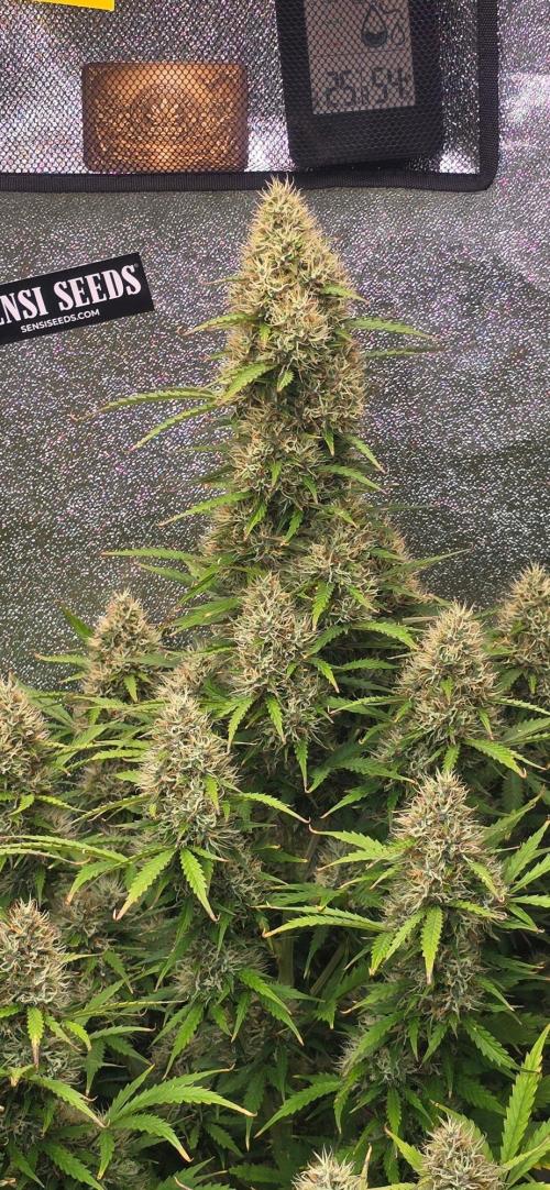 CCG☆Sensi Seeds. Week 11 - Blüten werden auch schön massig.