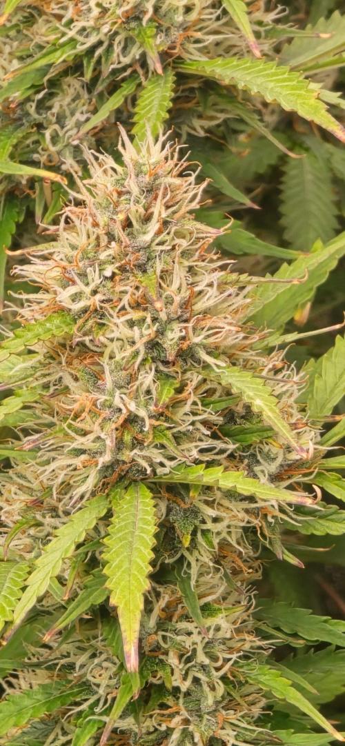 CCG☆Sensi Seeds. Week 11 - Farbe kommt so langsam auch mal ins Spiel.