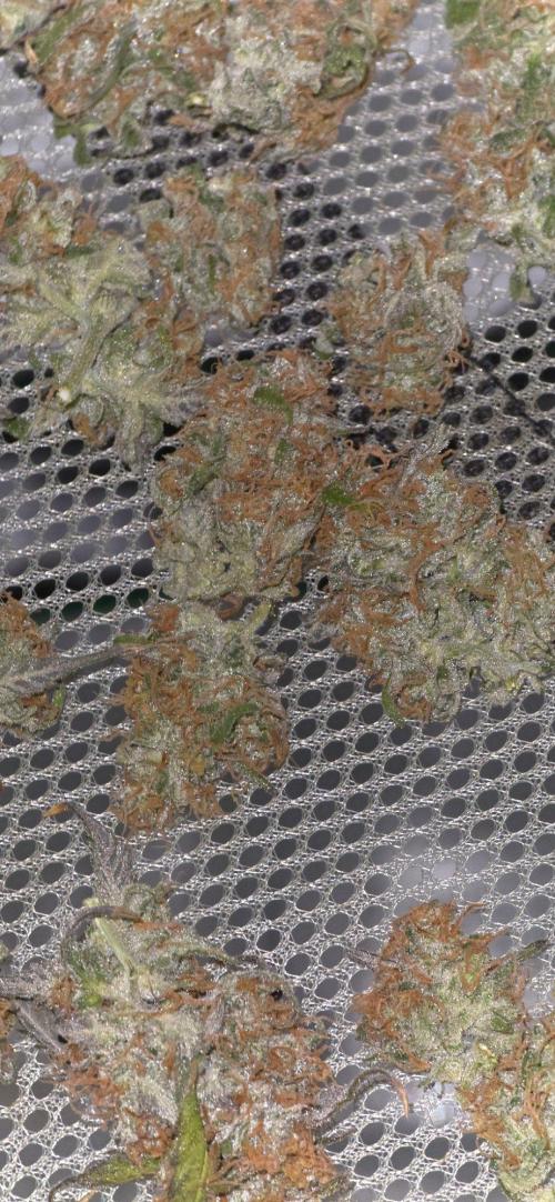 CCG☆Sensi Seeds. Week 13 - Lekka