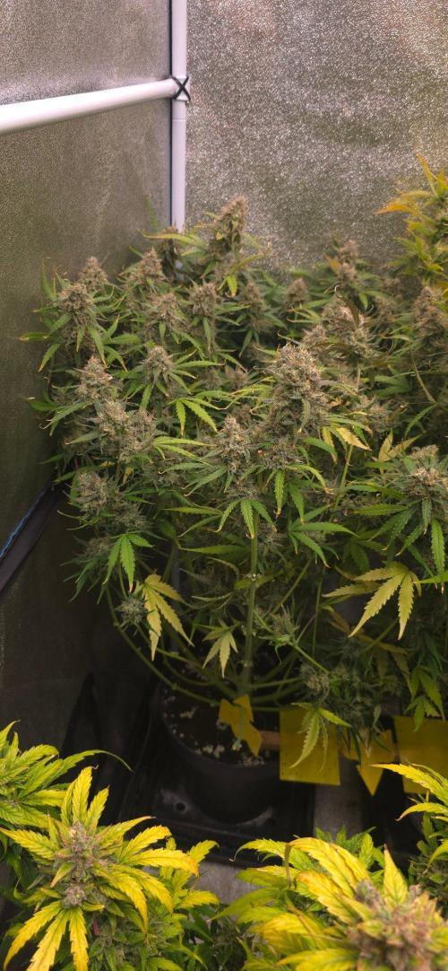 CCG☆Sensi Seeds. Week 13 - Das is der Rest, kommt jetzt zum Trocknen ins Zelt. 