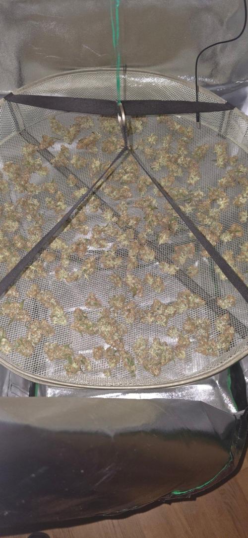 CCG☆Sensi Seeds. Week 13 - 7 Tage im Trocken Zelt.
