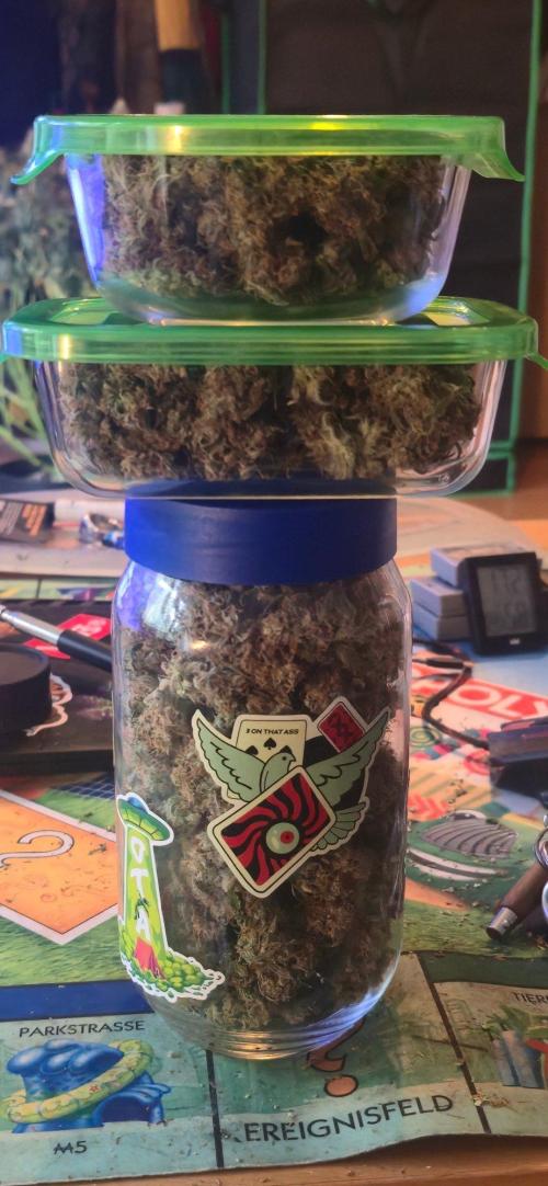 CCG☆Sensi Seeds. Week 13 - Das is der 1. Teil.