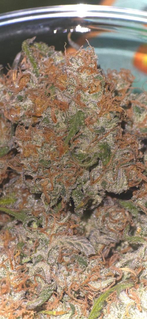 CCG☆Sensi Seeds. Week 13 - Glitzern tut es.