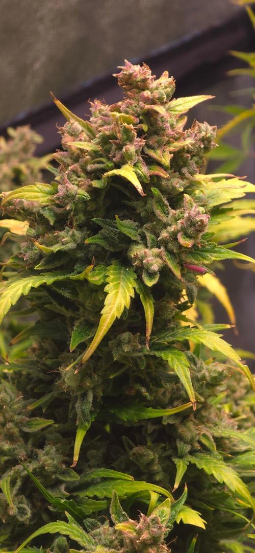 CCG☆Sensi Seeds. Week 11 - Wie lekka die riecht.