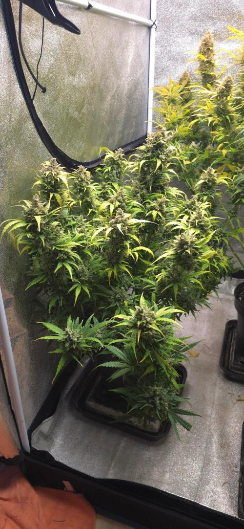 CCG☆Sensi Seeds. Week 11 - Herbst is da.