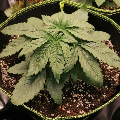 Permanent Marker(Photo) Seed Supplier. Week 2