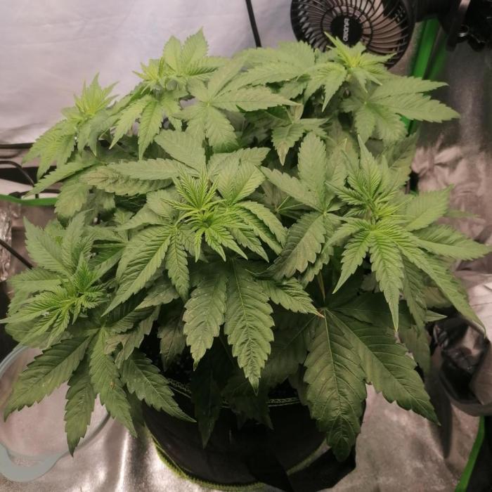 Permanent Marker(Photo) Seed Supplier. Week 3
