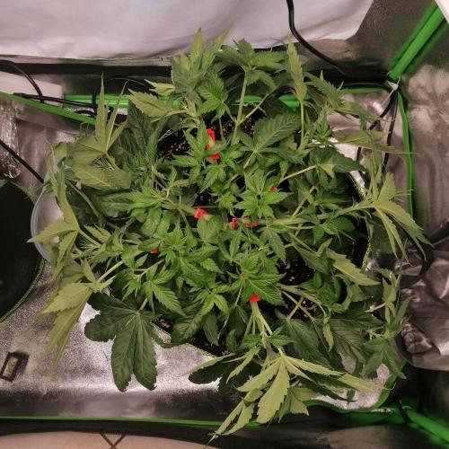 Permanent Marker(Photo) Seed Supplier. Week 4