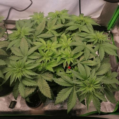 Permanent Marker(Photo) Seed Supplier. Week 4