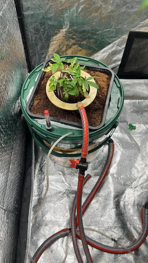 Hybrid Kokos Hydro. Week 1