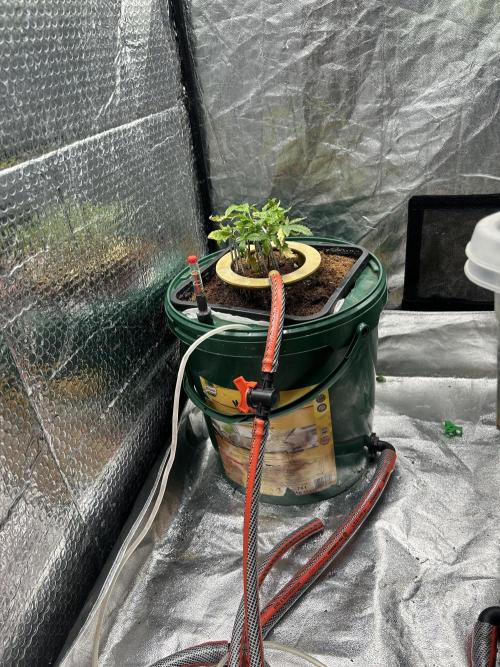 Hybrid Kokos Hydro. Week 1