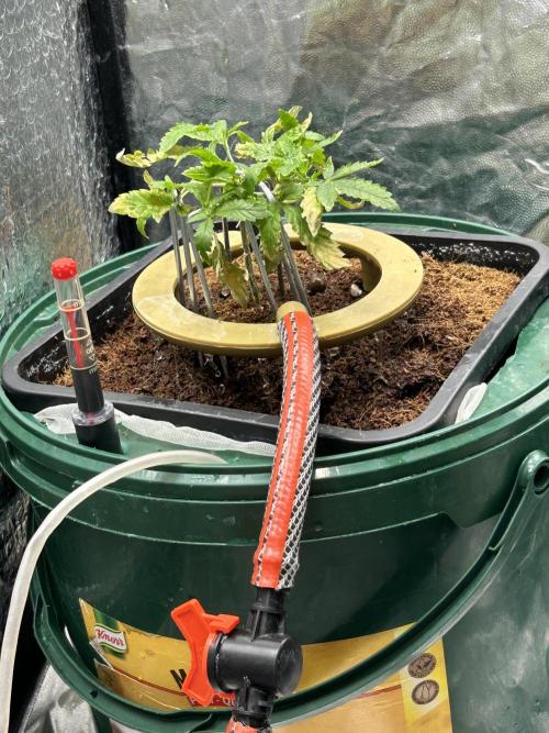 Hybrid Kokos Hydro. Week 1