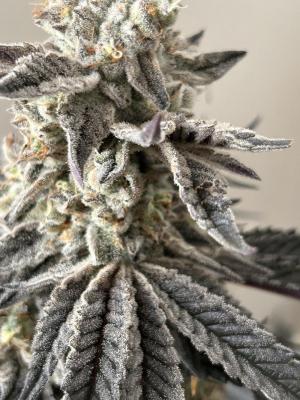 Comment by FuenfFingerKokoGrow photo #1