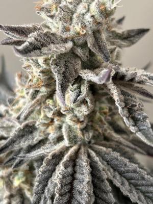 Comment by FuenfFingerKokoGrow photo #2