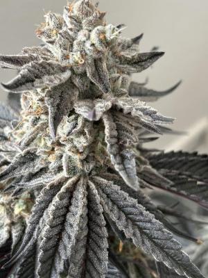 Comment by FuenfFingerKokoGrow photo #3