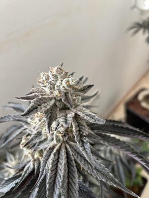 Comment by FuenfFingerKokoGrow photo #4