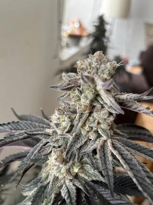 Comment by FuenfFingerKokoGrow photo #5